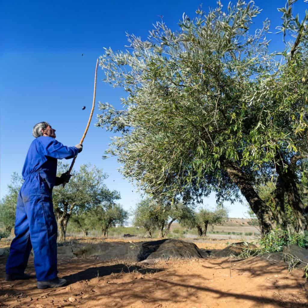 Aceite Artesanal directo del agricultor