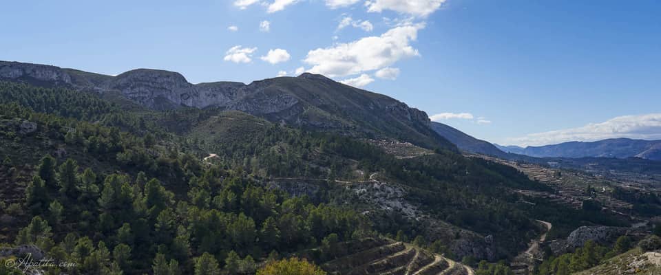 Sierra de Almudaina Aceite de Oliva